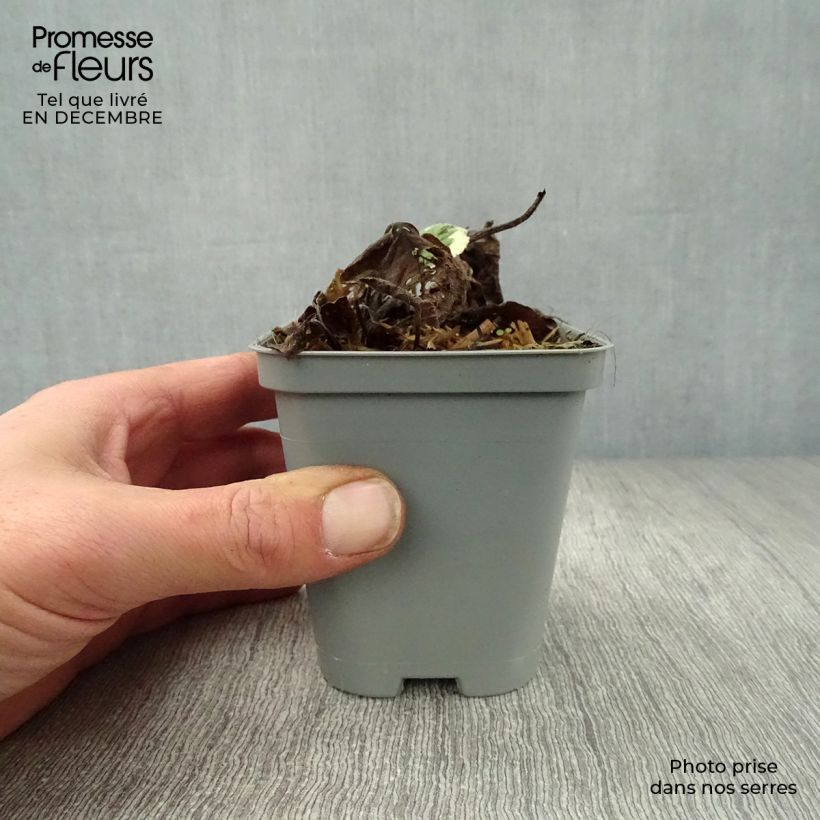 Exemplar von Brunnera macrophylla Jack Frost - Kaukasus-Vergißmeinnicht Kleine Töpfe von 7/8 cm wie im Winter geliefert