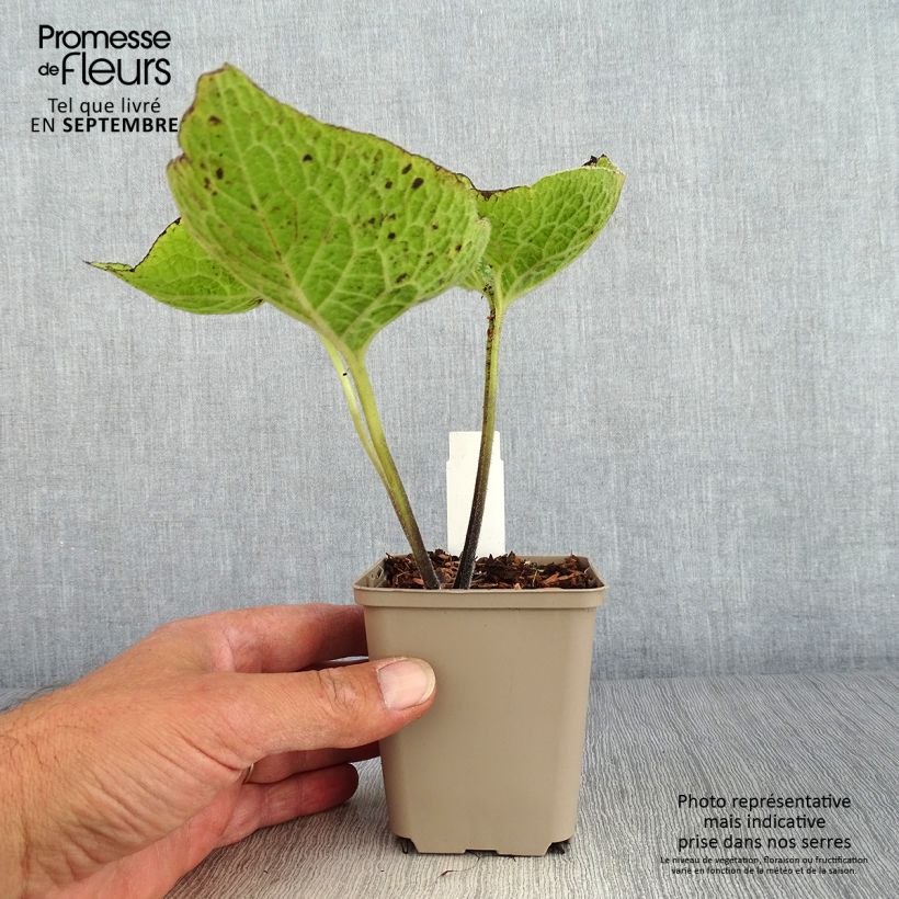 Exemplar von Brunnera macrophylla Jack of Diamonds - Kaukasus-Vergißmeinnicht Kleine Töpfe von 8/9 cm wie im Herbst geliefert