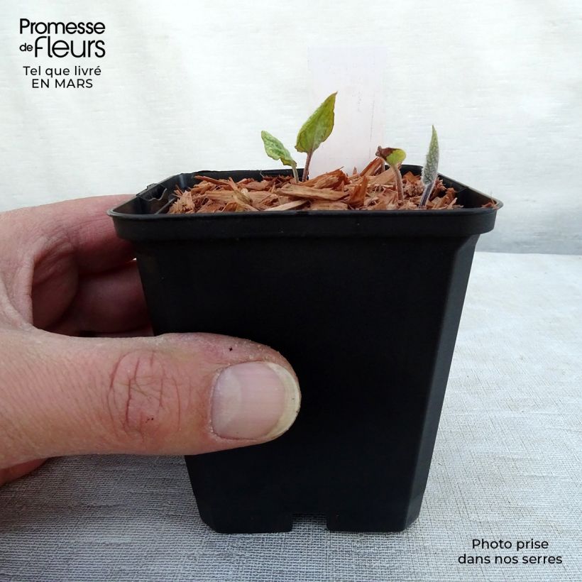 Exemplar von Brunnera macrophylla Jack's Gold - Kaukasus-Vergißmeinnicht Kleine Töpfe von 8/9 cm wie im Winter geliefert