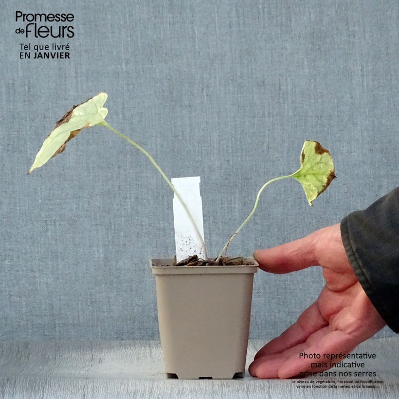 Exemplar von Brunnera macrophylla King's Ramson - Kaukasus-Vergißmeinnicht Kleine Töpfe von 8/9 cm wie im Winter geliefert