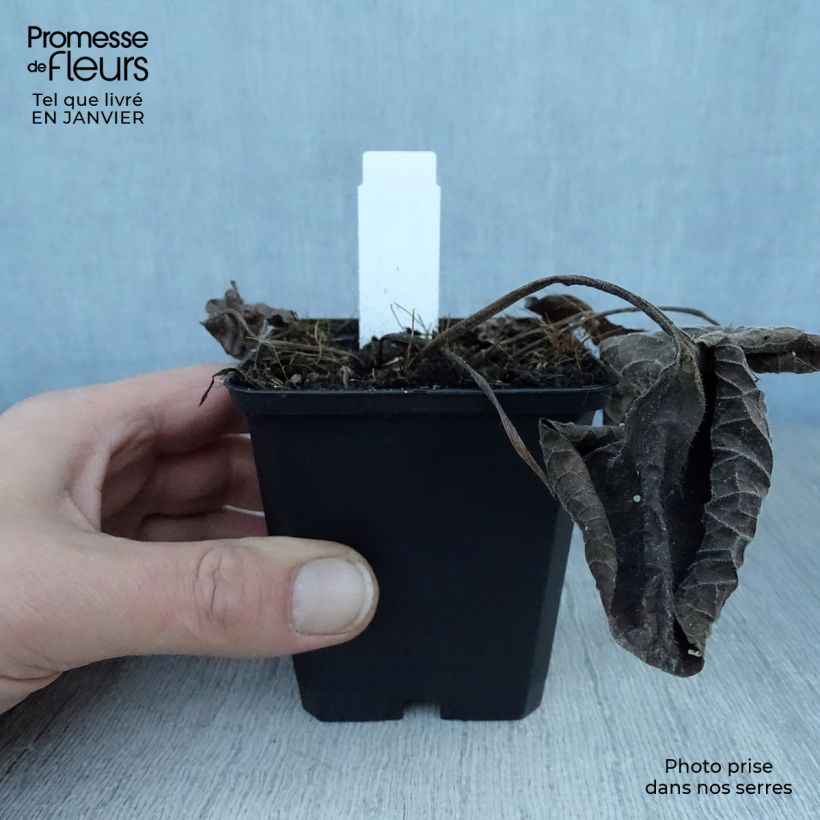 Exemplar von Brunnera macrophylla Langtrees - Kaukasus-Vergißmeinnicht Kleine Töpfe von 8/9 cm wie im Winter geliefert