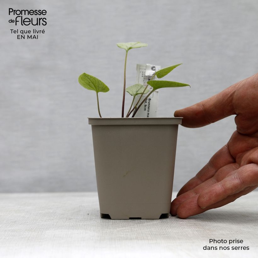 Exemplar von Brunnera macrophylla Looking Glass - Kaukasus-Vergißmeinnicht Kleine Töpfe von 8/9 cm wie im Frühjahr geliefert