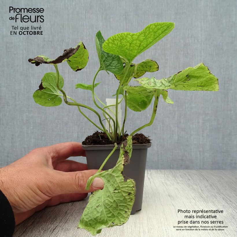 Exemplar von Brunnera macrophylla Mr Morse - Kaukasus-Vergißmeinnicht Kleine Töpfe von 8/9 cm wie im Herbst geliefert