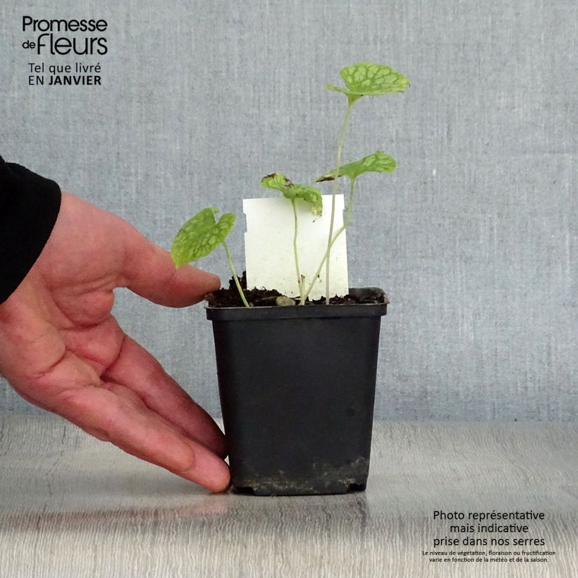Exemplar von Brunnera macrophylla Mr Morse - Kaukasus-Vergißmeinnicht Kleine Töpfe von 8/9 cm wie im Winter geliefert