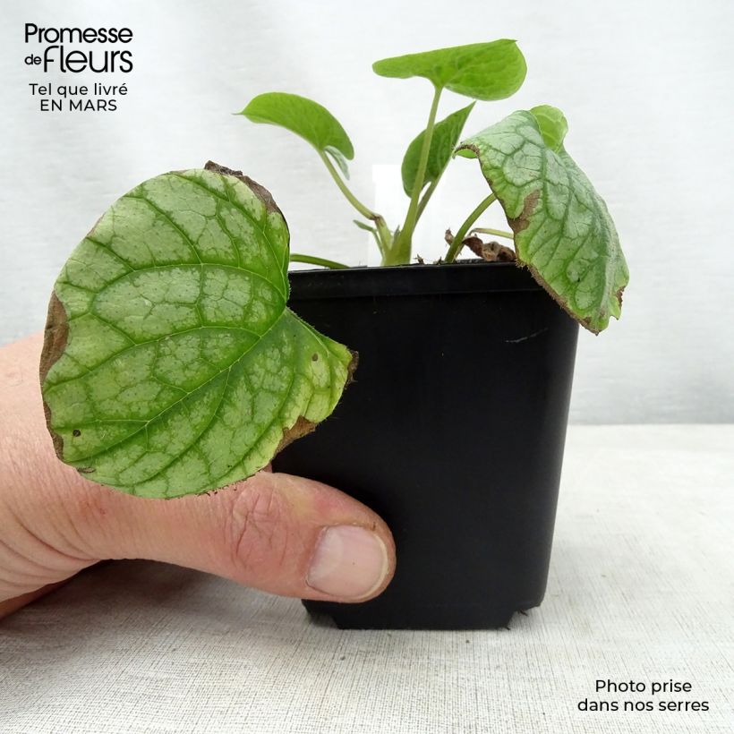 Exemplar von Brunnera macrophylla Mr Morse - Kaukasus-Vergißmeinnicht Kleine Töpfe von 8/9 cm wie im Frühjahr geliefert