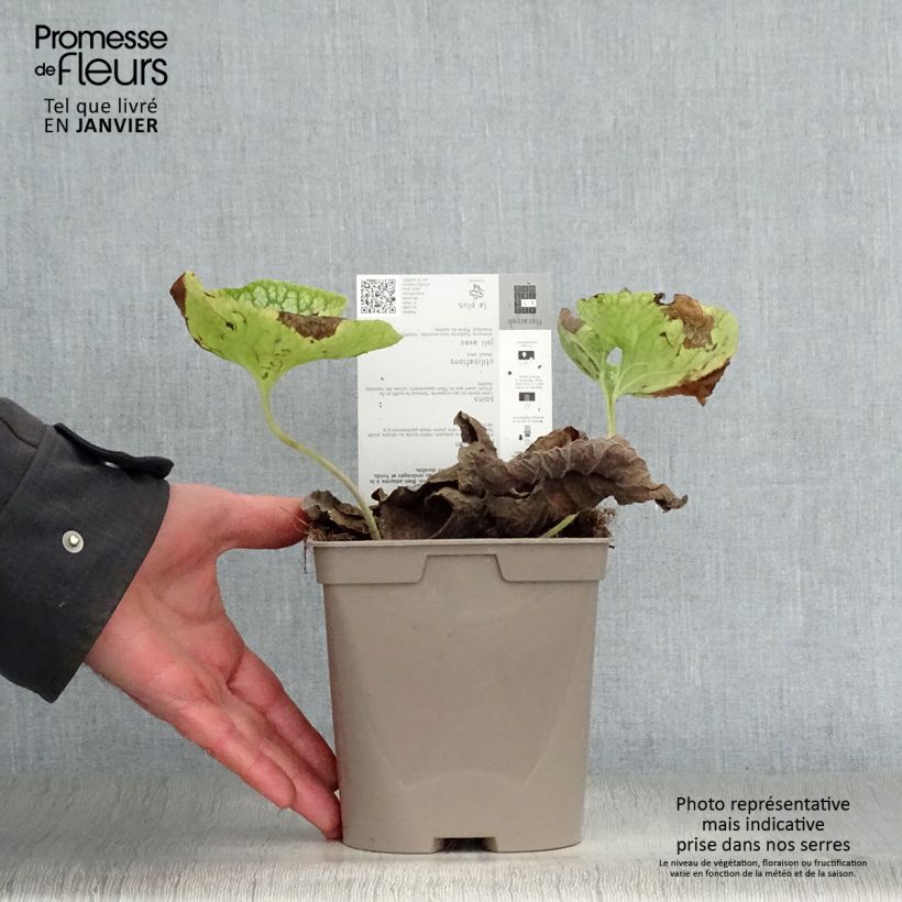 Exemplar von Brunnera macrophylla Mr Morse - Kaukasus-Vergißmeinnicht Topf mit 2L/3L wie im Winter geliefert