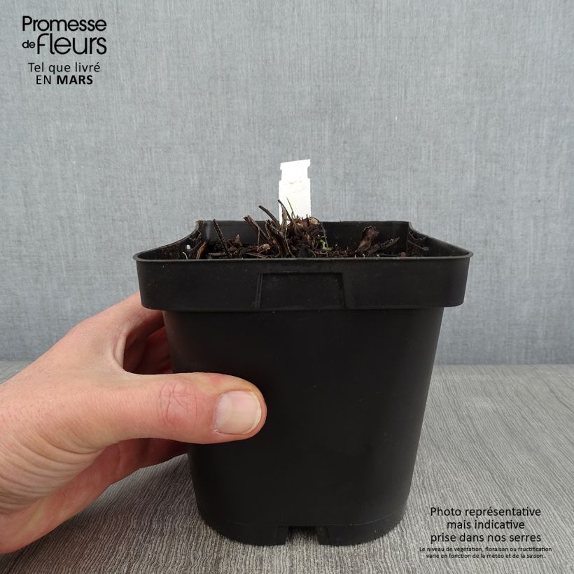 Exemplar von Brunnera macrophylla - Kaukasus-Vergißmeinnicht Topf mit 2L/3L wie im Winter geliefert