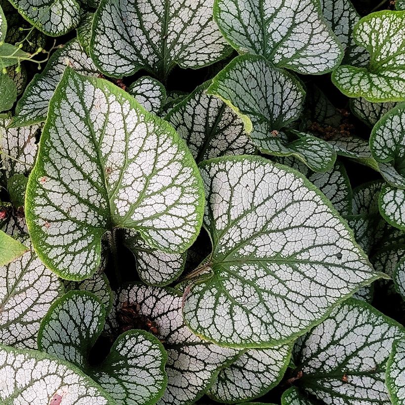 Brunnera macrophylla Queen of Hearts - Kaukasus-Vergißmeinnicht (Laub)