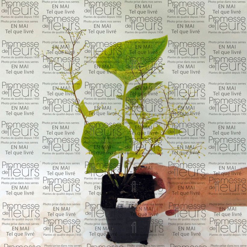 Beispiel eines Exemplars von Brunnera macrophylla Starry Eyes - Kaukasus-Vergißmeinnicht Kleine Töpfe von 8/9 cm wie geliefert