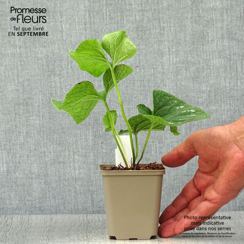 Exemplar von Brunnera macrophylla White Zebra - Kaukasus-Vergißmeinnicht Kleine Töpfe von 8/9 cm wie im Herbst geliefert