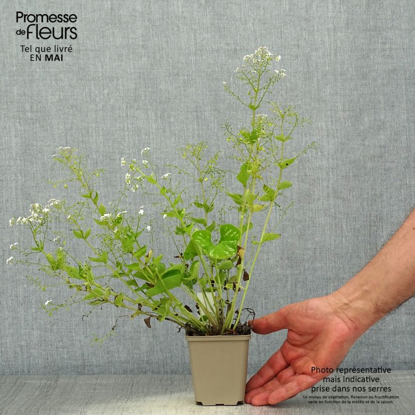 Exemplar von Brunnera macrophylla White Zebra - Kaukasus-Vergißmeinnicht Kleine Töpfe von 8/9 cm wie im Frühjahr geliefert