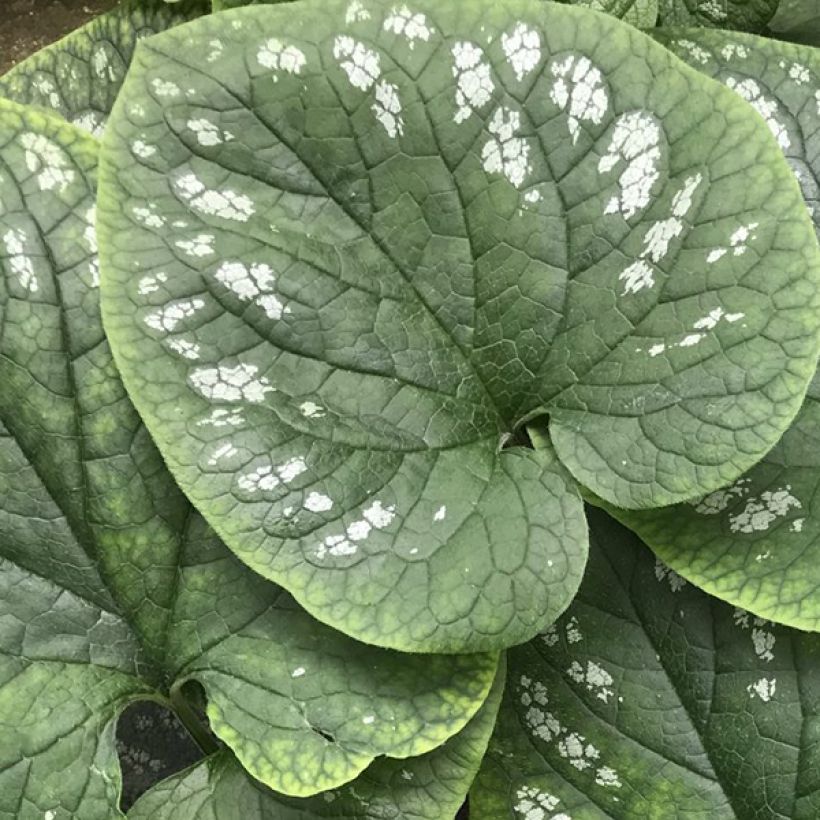 Brunnera macrophylla White Zebra - Kaukasus-Vergißmeinnicht (Laub)