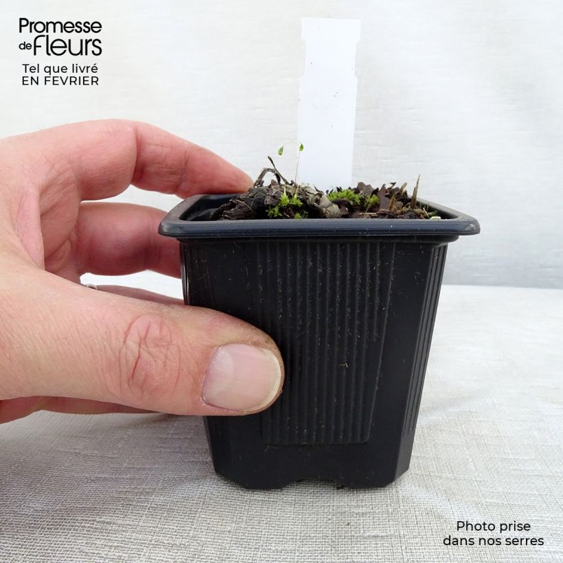 Exemplar von Brunnera sibirica - Sibirisches Vergißmeinnicht Kleine Töpfe von 8/9 cm wie im Winter geliefert