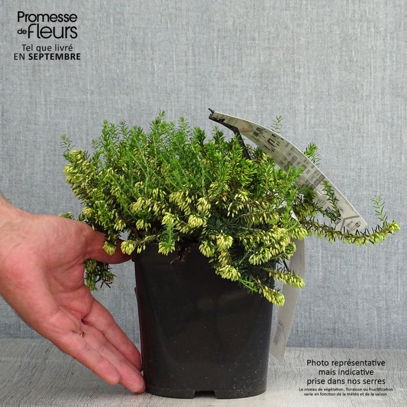 Exemplar von Schnee-Heide Isabell - Erica carnea Topf mit 2L/3L wie im Herbst geliefert