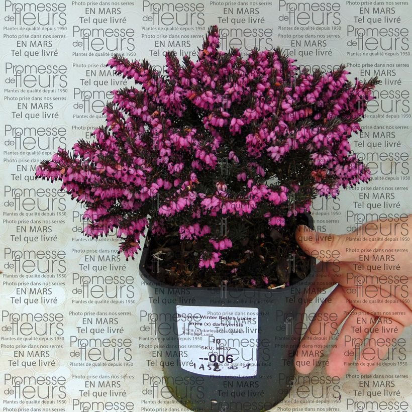 Beispiel eines Exemplars von Winterblühende Heide Winter Belles Lucie - Erica darleyensis Topf mit 2L/3L wie geliefert