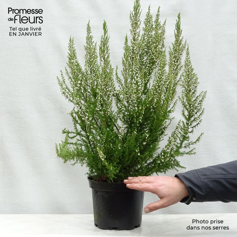 Exemplar von Baum-Heide Great Star Le Vasterival - Erica arborea Topf mit 4L/5L wie im Winter geliefert