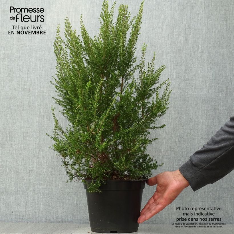 Exemplar von Baum-Heide Pink Joy - Erica arborea Topf mit 4L/5L wie im Herbst geliefert