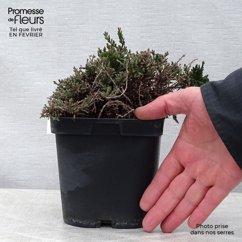 Exemplar von Besenheide Spring Torch - Calluna vulgaris Kleine Töpfe von 8/9 cm wie im Winter geliefert