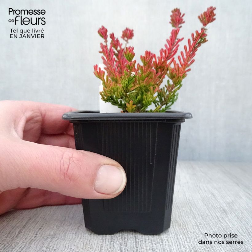 Exemplar von Besenheide Winter Chocolate - Calluna vulgaris Kleine Töpfe von 8/9 cm wie im Winter geliefert