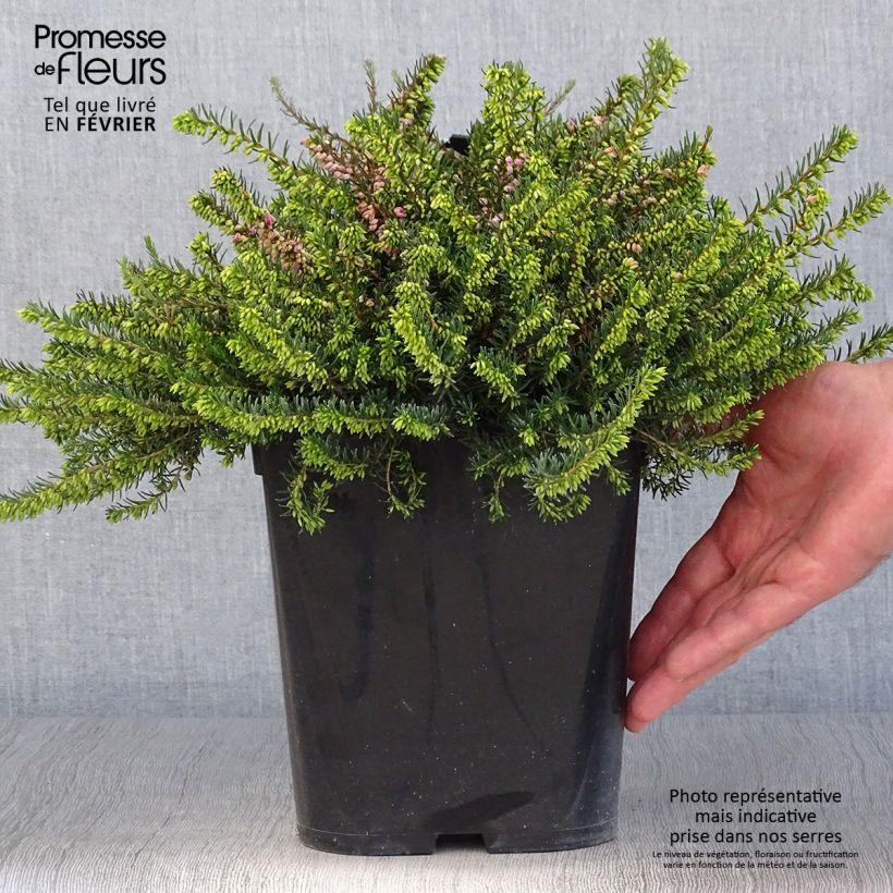 Exemplar von Winterblühende Heide Trio - Erica darleyensis Topf mit 3L/4L wie im Herbst geliefert