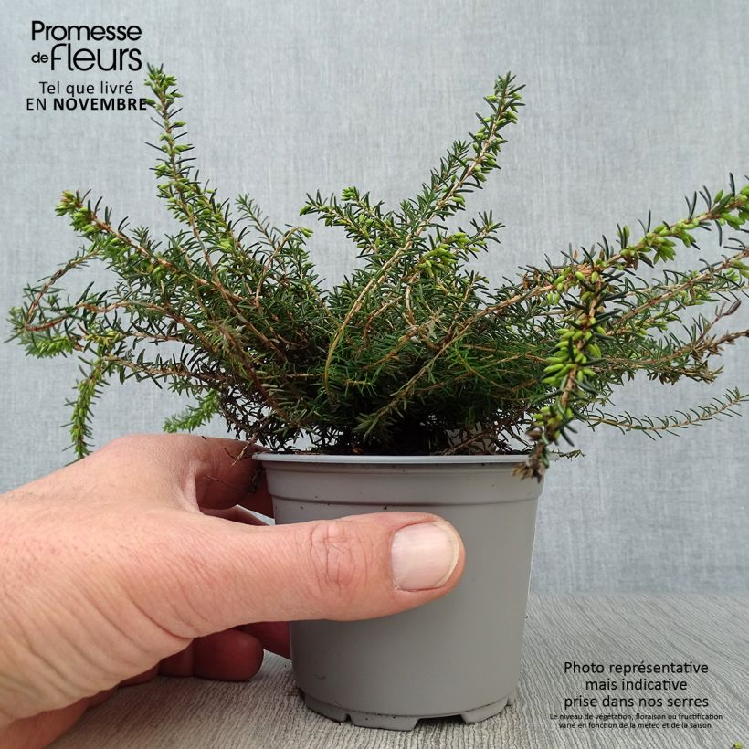 Exemplar von Winterblühende Heide Kramer's Rote - Erica darleyensis Kleine Töpfe von 8/9 cm wie im Herbst geliefert