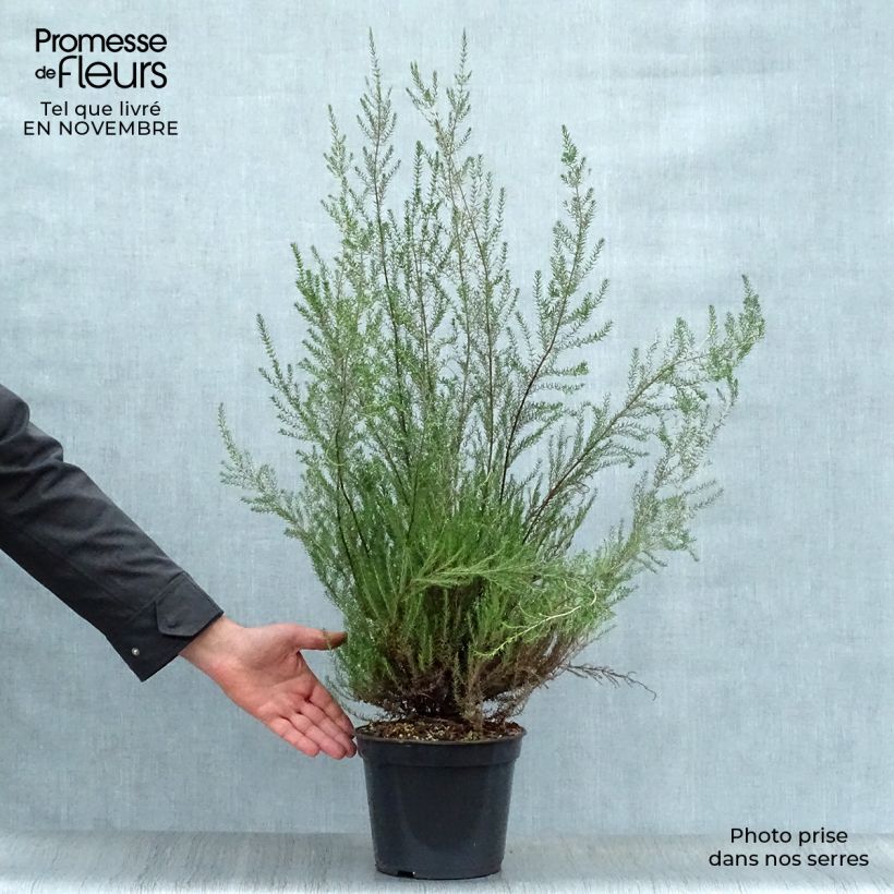 Exemplar von Erica mediterranea - Heide Topf mit 3L/4L wie im Herbst geliefert