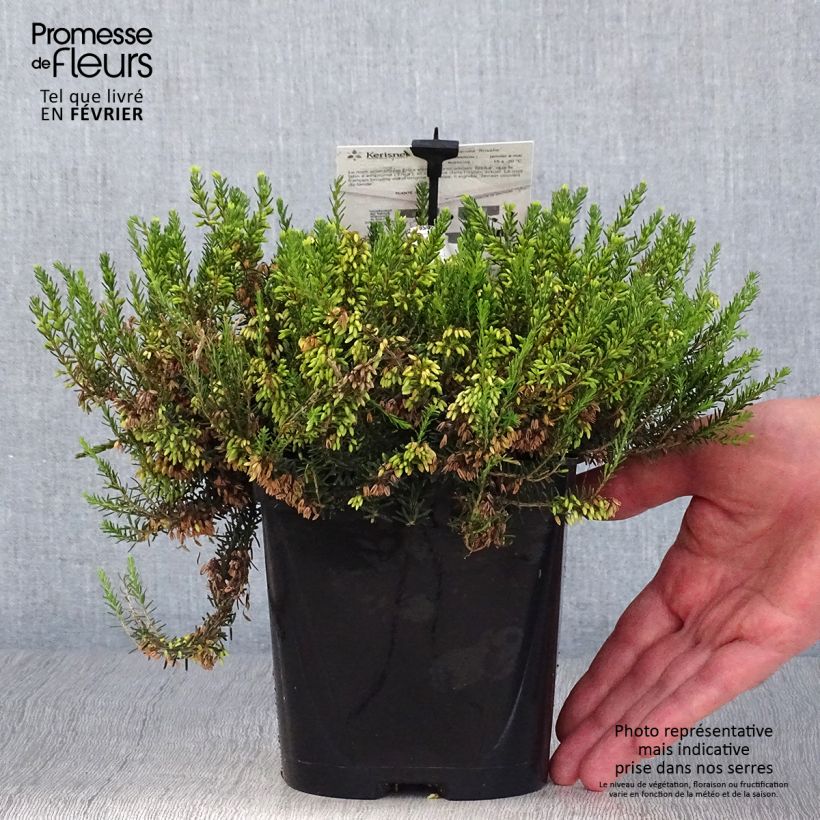 Exemplar von Schnee-Heide Rosalie - Erica carnea Topf mit 2L/3L wie im Herbst geliefert