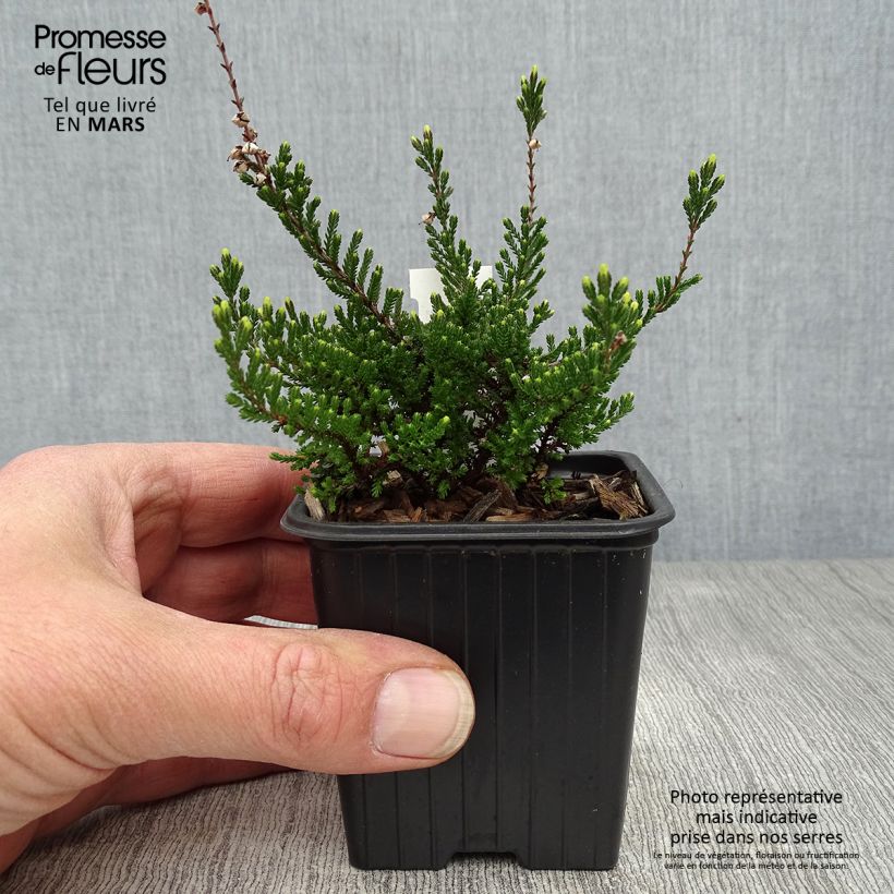 Exemplar von Besenheide Spring Torch - Calluna vulgaris Kleine Töpfe von 8/9 cm wie im Frühjahr geliefert