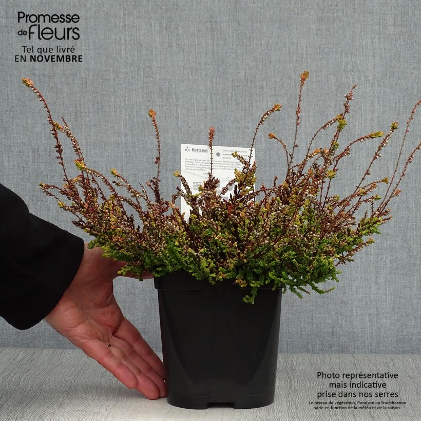 Exemplar von Besenheide Wickwar Flame - Calluna vulgaris Topf mit 2L/3L wie im Herbst geliefert