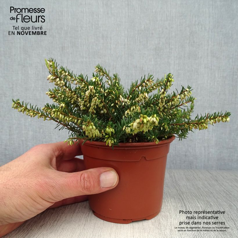Exemplar von Winterblühende Heide Silberschmelze - Erica darleyensis Kleine Töpfe von 8/9 cm wie im Herbst geliefert
