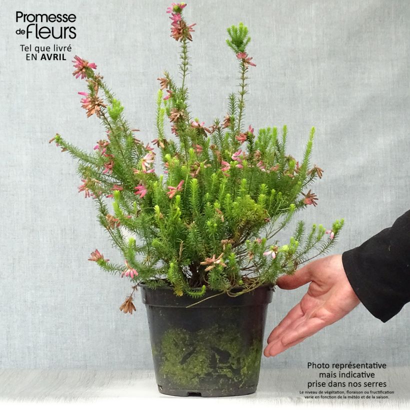 Exemplar von Heidekraut - Erica verticillata Topf mit 4L/5L wie im Frühjahr geliefert
