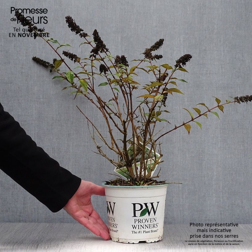 Exemplar von Buddleja Blue Chip - Sommerflieder Topf mit 2L/3L wie im Herbst geliefert