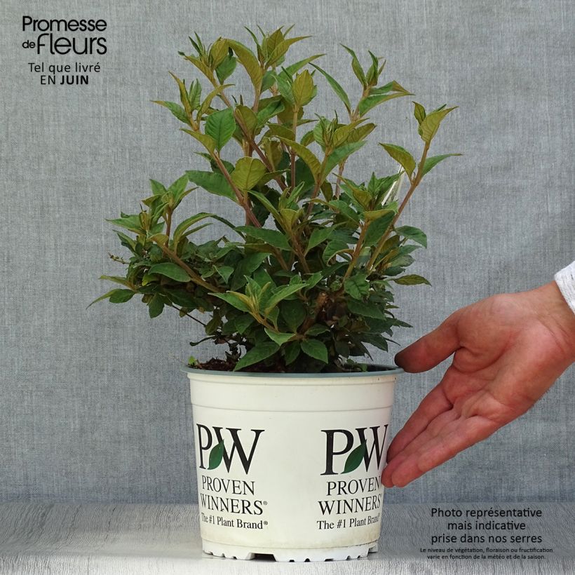 Exemplar von Buddleja Blue Chip - Sommerflieder Topf mit 2L/3L wie im Sommer geliefert