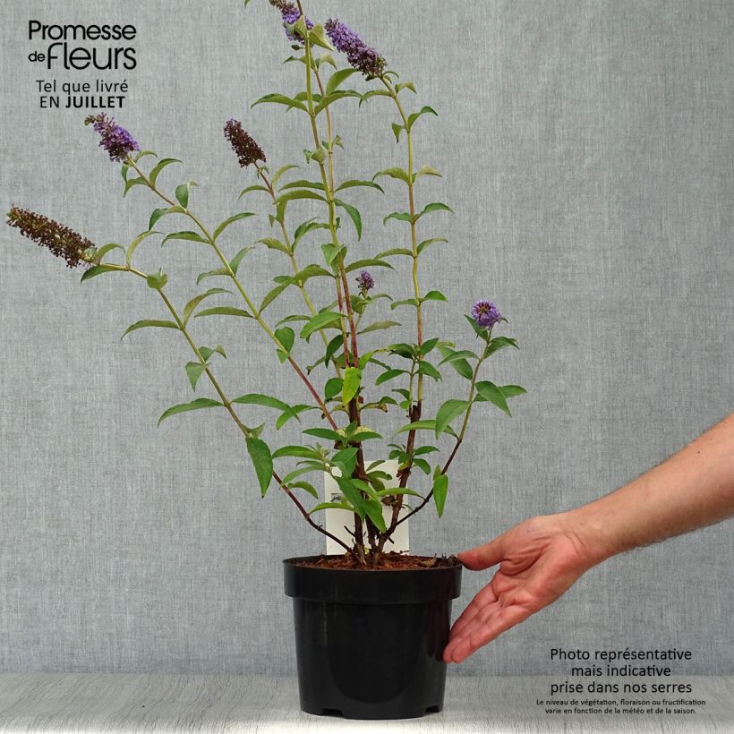 Exemplar von Buddleja davidii Empire Blue - Sommerflieder Topf mit 2L/3L wie im Sommer geliefert