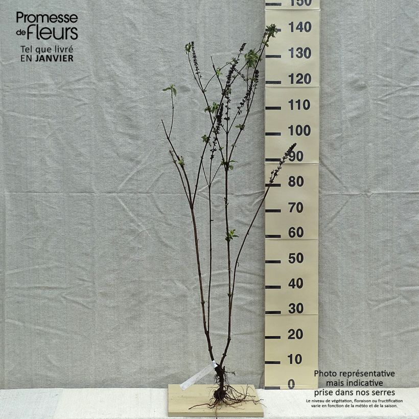 Exemplar von Buddleja davidii Empire Blue - Sommerflieder Wurzelnackt wie im Winter geliefert