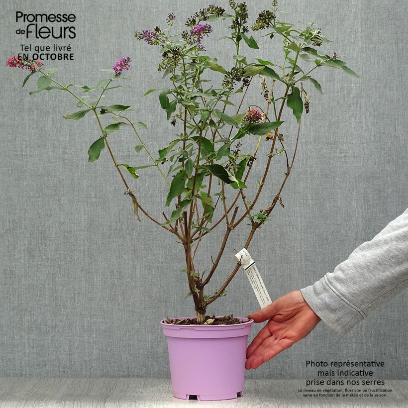 Exemplar von Buddleja Flower Power - Sommerflieder Topf mit 2L/3L wie im Herbst geliefert