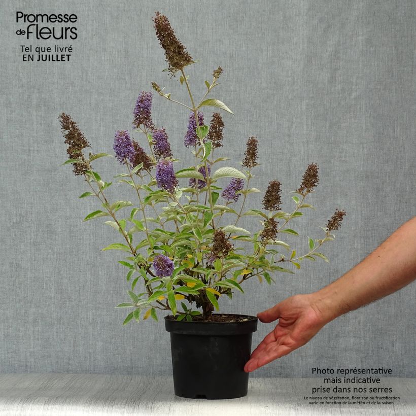 Exemplar von Buddleja Lochinch - Sommerflieder Topf mit 2L/3L wie im Sommer geliefert