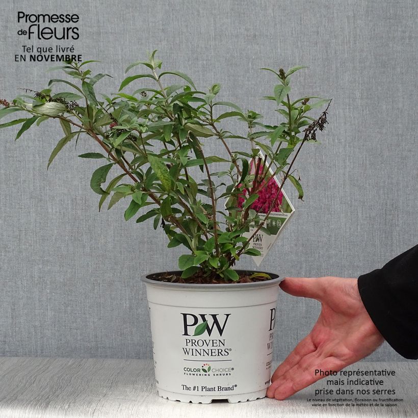 Exemplar von Buddleja Miss Ruby - Sommerflieder Topf mit 3L/4L wie im Herbst geliefert