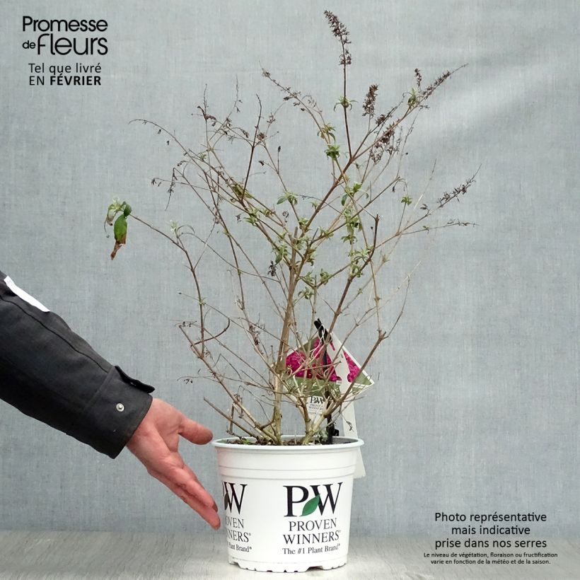 Exemplar von Buddleja Miss Ruby - Sommerflieder Topf mit 3L/4L wie im Winter geliefert