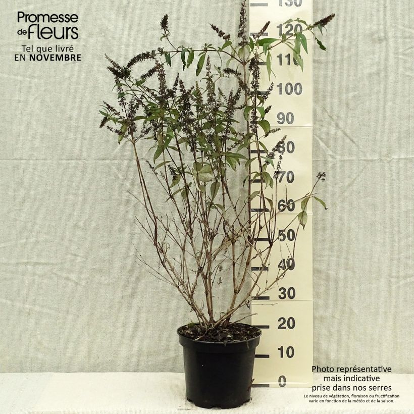 Exemplar von Buddleja davidii Royal Red - Sommerflieder Topf mit 7,5L/10L wie im Herbst geliefert