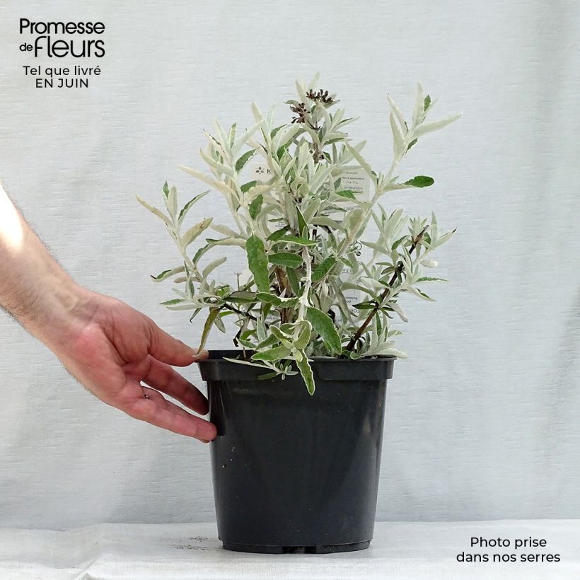 Exemplar von Buddleja Silver Anniversary - Sommerflieder Topf mit 3L/4L wie im Sommer geliefert