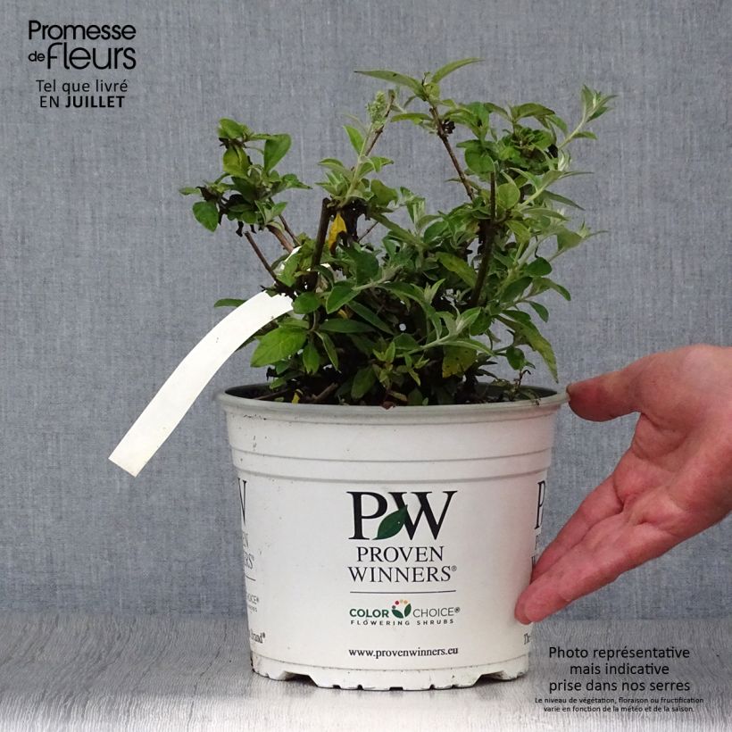 Exemplar von Buddleja White Chip - Sommerflieder Topf mit 2L/3L wie im Sommer geliefert