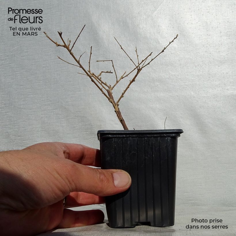 Exemplar von Buddleja alternifolia - Wechselblättriger Sommerflieder Kleine Töpfe von 8/9 cm wie im Frühjahr geliefert