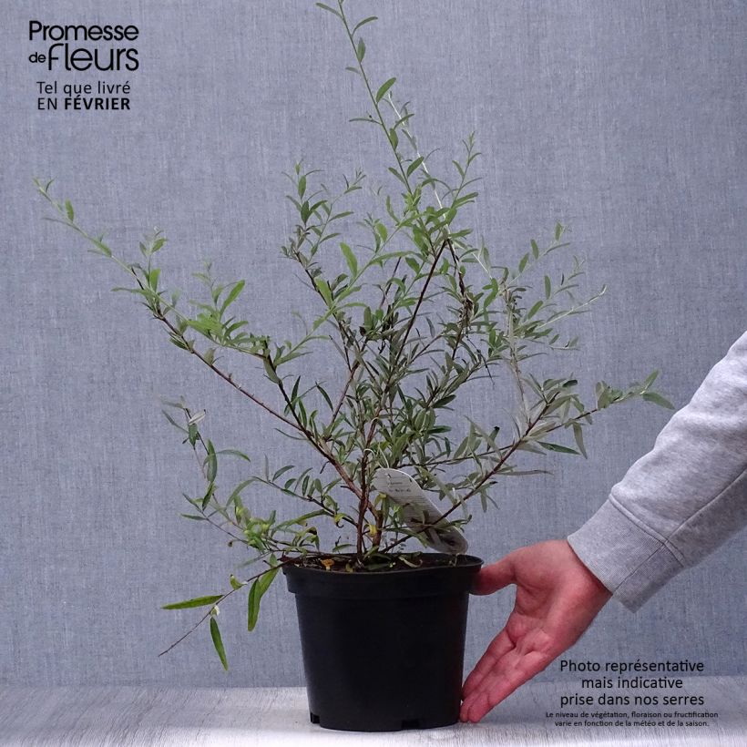 Exemplar von Buddleja alternifolia - Wechselblättriger Sommerflieder Topf mit 3L/4L wie im Herbst geliefert