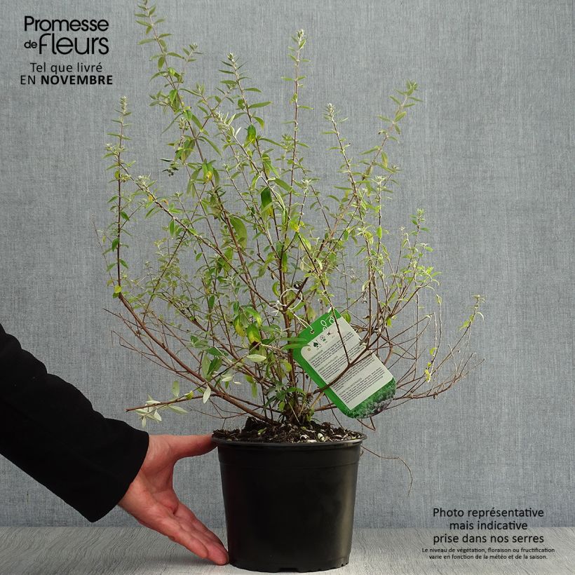 Exemplar von Buddleja alternifolia Unique - Wechselblättriger Sommerflieder Topf mit 3L/4L wie im Herbst geliefert