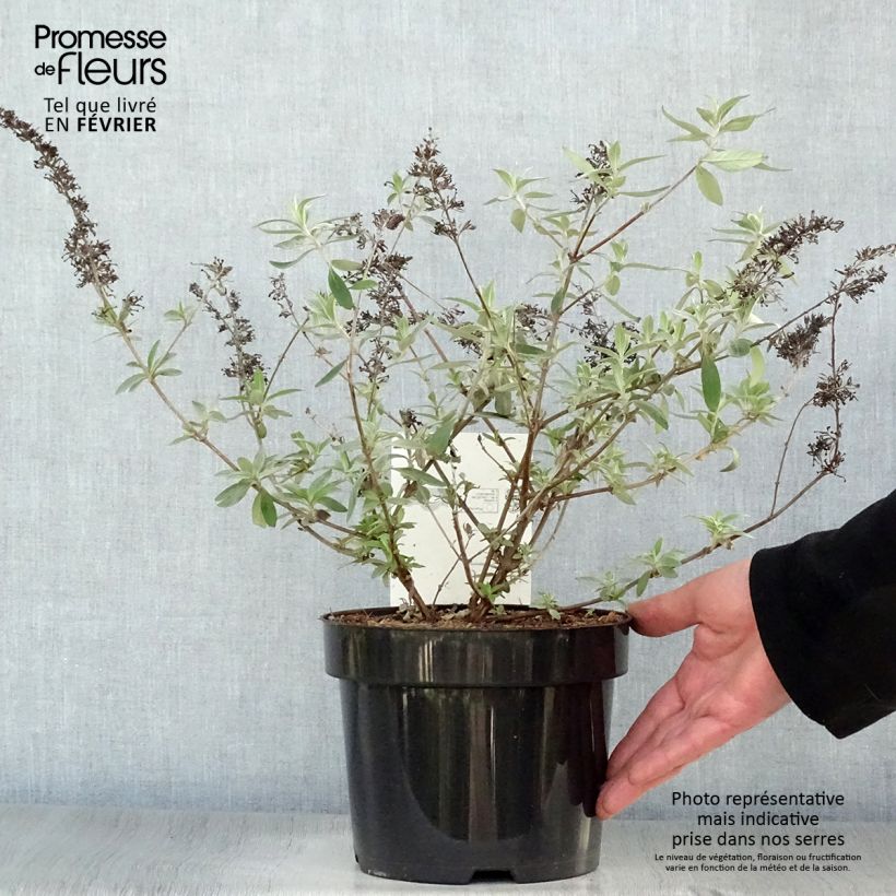 Exemplar von Buddleja davidii Adonis Blue - Sommerflieder Topf mit 3L/4L wie im Winter geliefert