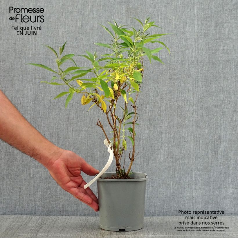 Exemplar von Buddleja davidii Butterfly Tower - Sommerflieder Topf mit 4L/5L wie im Sommer geliefert