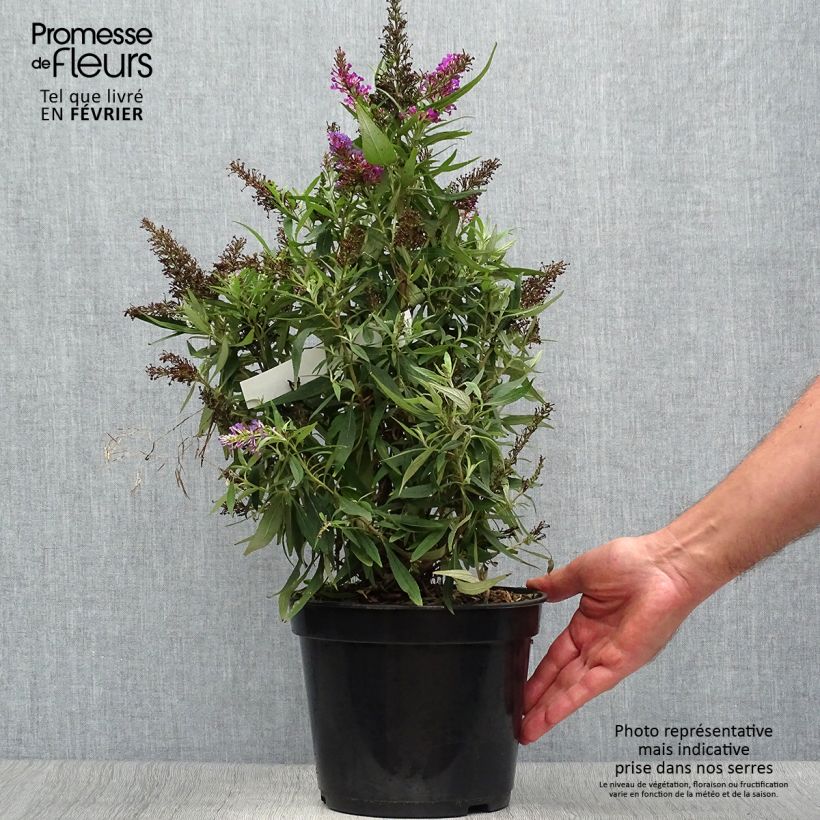 Exemplar von Buddleja davidii Butterfly Tower - Sommerflieder Topf mit 4L/5L wie im Herbst geliefert