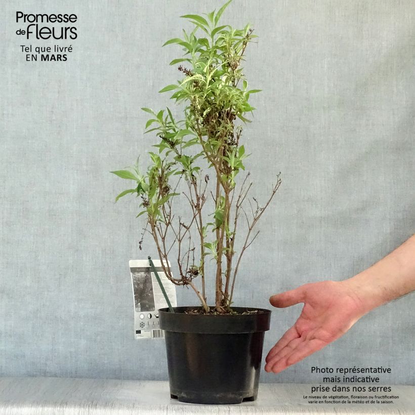 Exemplar von Buddleja davidii Butterfly Tower - Sommerflieder Topf mit 4L/5L wie im Frühjahr geliefert