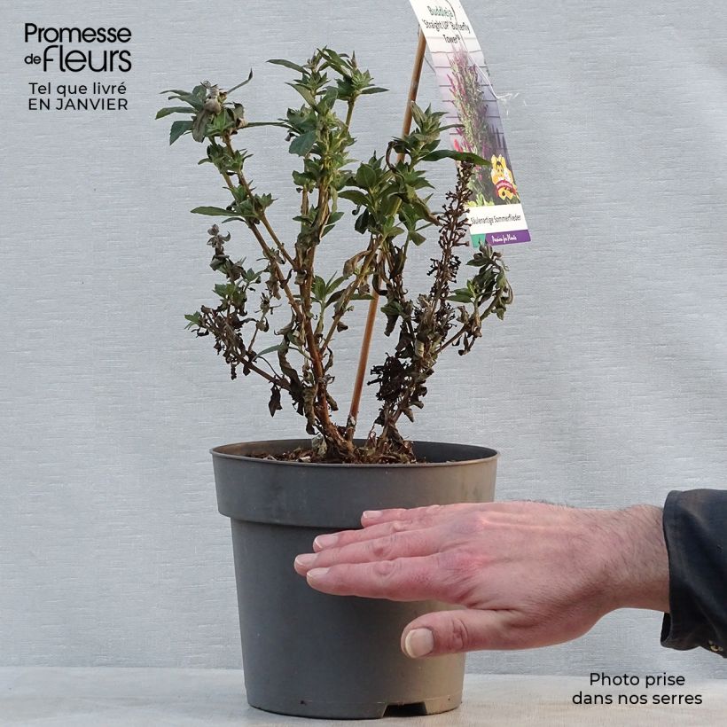 Exemplar von Buddleja davidii Butterfly Tower - Sommerflieder Topf mit 4L/5L wie im Winter geliefert